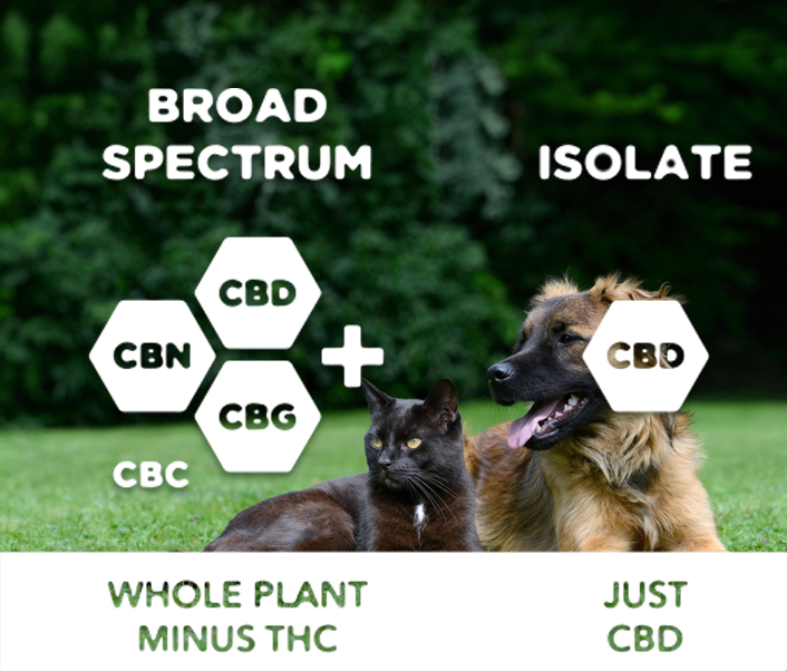How CBD Can Benefit Cats and Dogs: Isolate vs. Broad-Spectrum Explained